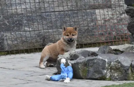 Shiba - Bravados Chiyuki