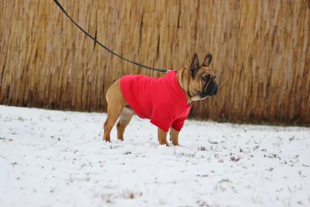 Bulldog francez - Hajósbulldy Milkman