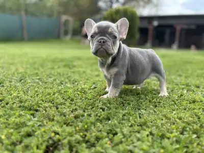 French Bulldog - Lola