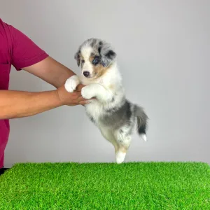 Australian Shepherd - Tabata