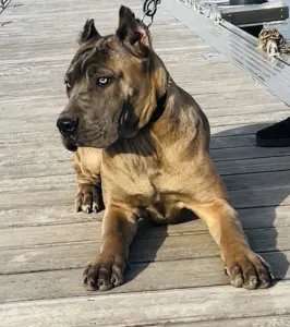 Cane Corso Italiano - Chleopátra