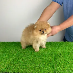 Poméranien - Quanto