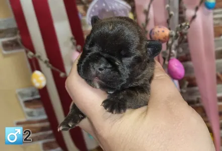 French Bulldog - Raul