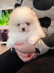 Pomeranian - Leo