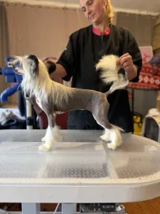 Kínai meztelen kutya - Sable Hairless Girl