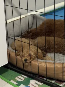 Barbone toy - Fairytail World Abel