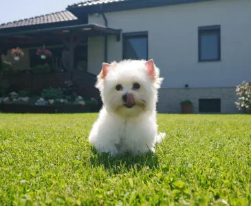 Yorkshire Terrier - Fabio