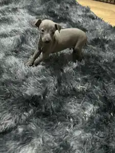 Piccolo Levriero Italiano - Zosimo