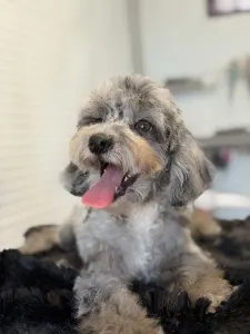 Poodle Miniature - Dexter