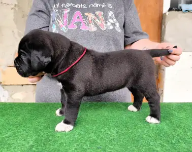 Cane Corso - Desi