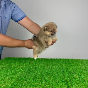 German Pomeranian Spitz - Dally