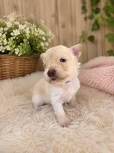 Yorkshire Terrier - Lux