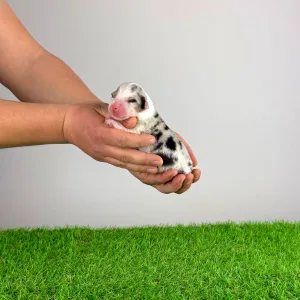 Berger australien - Crispie