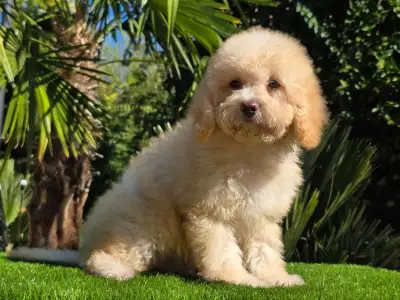 Cavapoo - Solo