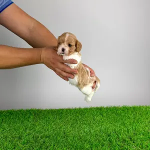 Кавалер кинг-чарльз-спаниель - Dina