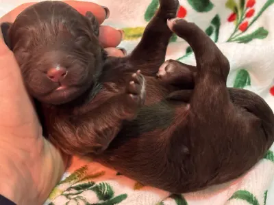 Chien d'eau portugais - Roni