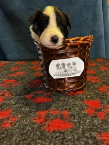 Border Collie - Generico 