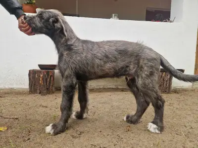 Levriero irlandese - Artfield