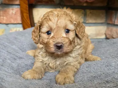 Cavapoo - Toffee