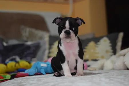 Boston Terrier - Pompás ( Prancer )