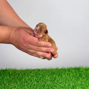 Cavalier King Charles Spaniel - Lisbeth