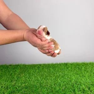 Cavalier King Charles Spaniel - Iwana