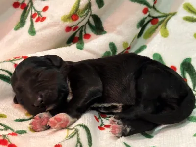 Chien d'eau portugais - Rodrigo