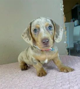 Dachshund - Lucas
