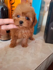 Maltipoo - Maltipoo F