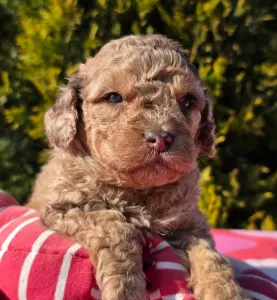 Cavapoo - Chocapic