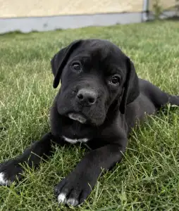 Cane Corso Italiano - Bruno