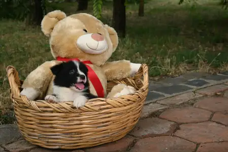 Border Collie - Dazzling Borders Believe In Magic