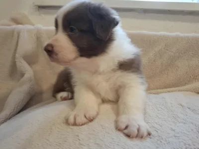 Border collie - Maldiv