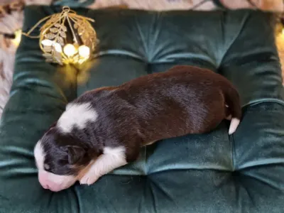 Australský ovčák - Dagny