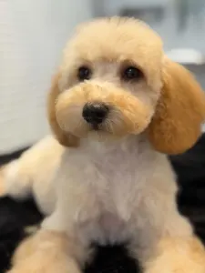 Poodle Miniature - Chiara