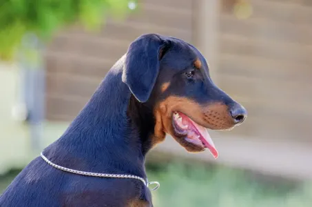 Dobermann - Antonio