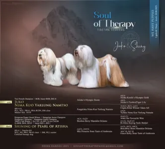 Tibetan Terrier - Saumur Zig-zag