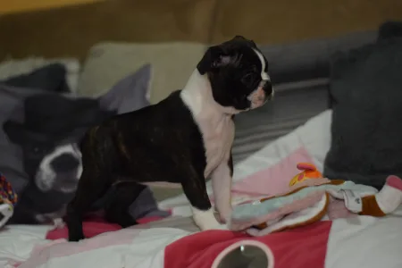 Boston Terrier - Üstökös ( Comet )