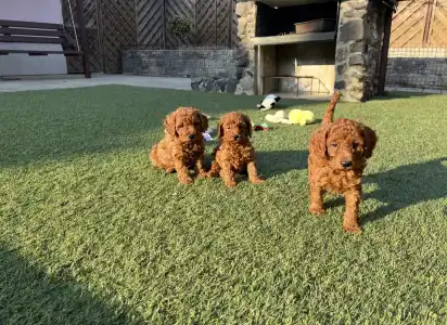 Poodle Miniature - Bravados D