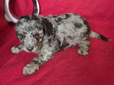 Cavapoo - Choco-Bunny