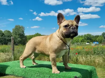 Francia bulldog - Gemma