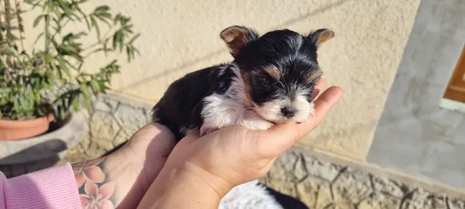 Biewer Terrier - Odin