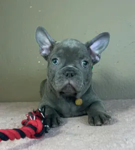French Bulldog - Timo