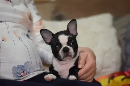 Boston Terrier - Villám ( Blitzen )