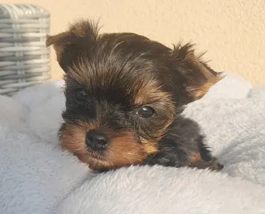 Yorkshire Terrier - Sheldon