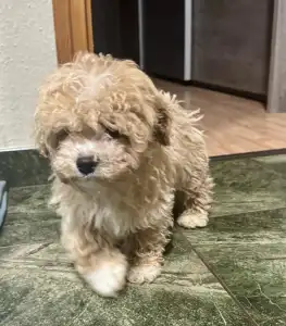 Cavapoo - Milla