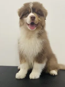 Ausztrál juhászkutya - Honour For The Brave Toronto Raptors