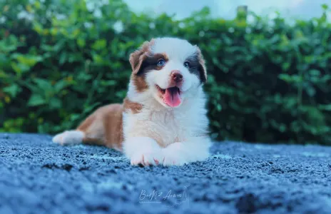 Australian Shepherd - Budnat Aussies Hey Have It All
