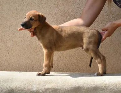Greyhound - Benji