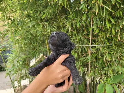 Poodle Medium - Apród